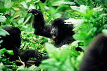 Mountain gorilla youngsters interacting (Gorilla beringei) Parc des Volcans National Park, Rwanda