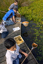 Youngsters pond dipping on a nature reserve, UK.
