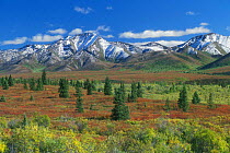 Tundra landscape in autumn colours with scattered white spruce trees, Denali NP, Alaska, USA