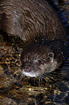 Male Oriental small clawed otter {Aonyx cinerea}  portrait in pond, captive, Underwater World, Sunshine Coast, Queensland, Australia