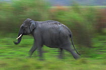 RF- Wild Indian Elephant (Elephas maximus) running. Kaziranga National Park, Assam, India. Endangered species. (This image may be licensed either as rights managed or royalty free.)