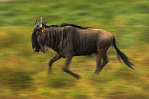 RF- White-bearded Wildebeest (Connochaetes taurinus albojubatus) Serengeti National Park, Tanzania. (This image may be licensed either as rights managed or royalty free.)