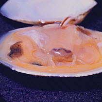 Pea crab {Pinnotheres sinensis} parasite of Clam {Ruditapes philippinarum} Japan
