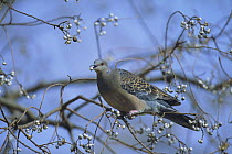 Oriental Turtle Dove {Streptopelia orientalis} feeding on Chinese Tallow berries {Triadica sebifera} Kochi, Japan