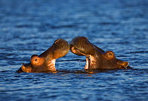 RF- Two Hippopotamus (Hippopotamus amphibius) play fighting, Chobe National Park, Botswana. (This image may be licensed either as rights managed or royalty free.)