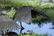 Black heron (Egretta ardesiaca) spreads its wings on the Okavango Detla, Botswana. The birds' wings form an umbrella over the water so they can see and hunt fish more easily