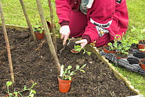 Planting out Sweet pea plants around a hazel stick wigwam, Norfolk, UK, April