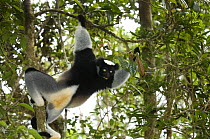 Indri (Indri indri) looking back over its shoulder, Mantadia-Andasibe National Park, Madagascar
