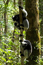 Two Indri (Indri indri) on a tree trunk, Mantadia-Andasibe National Park, Madagascar