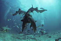 Nurse Shark (Ginglymostoma cirratum) feeding on bait with schooling sharks and reef fish, Bahamas, Caribbean Sea.