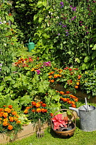 Summer garden with mixed vegetables and Sweet Pea and Marigold flowers growing in raised beds, Norfolk, UK, June