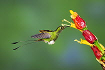 Booted Racket-tail hummingbird (Ocreatus underwoodii), male flying / feeding from Ginger flower, Mindo, Ecuador, Andes, South America, January