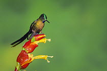 Violet-tailed Sylph (Aglaiocercus coelestis), male perched on ginger flower, Mindo, Ecuador, Andes, South America, January