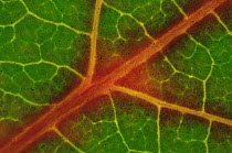 Close up of vein in leaf of Aspen tree {Populus tremula} as it changes colour in autumn, USA