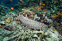 Pineapple sea cucumber (Thelenota ananas) on coral reef. Andaman Sea, Thailand