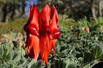 Sturt Pea flower (Swainsona formosa) Central Australia, Australia