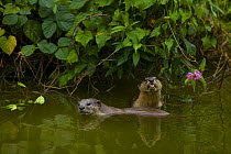 Oriental small clawed otter (Aonyx cinerea) pair in water, Mount Kinabalu NP, Sabah, Borneo, Malaysia