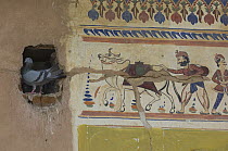Pigeon perched beside traditional paintings on wall of Havelis (merchant's house) Nawalghar, Rajasthan, India.