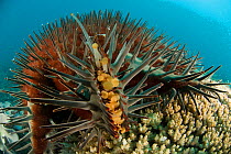 Close up of Crown-of-Thorns Starfish (Acanthaster planci) feeding on Acropora coral, Great Barrier Reef, Australia.