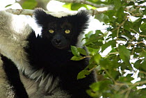 Indri (Indri indri) portrait, Andasibe National Park, Madagascar