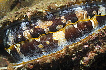 Close up of mantle of Variable thorny oyster (Spondylus varians / varius) Solomon Islands