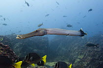 Trumpetfish (Aulostomus chinensis) and other fish off Wolf Island, Galapagos Islands
