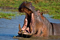 RF- Hippopotamus (Hippopotamus amphibius) aggressive threat display. Katavi National Park, Tanzania. (This image may be licensed either as rights managed or royalty free.)