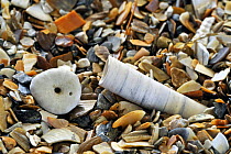 Pea urchin (Echinocyamus pusillus) and Elephant tooth shell / Elephant tusk shell (Dentalium entalis) shells on beach, Belgium