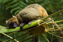Greater bamboo / Broad nosed gentle lemur, (Prolemur / Hapalemur simus), wild at Ranomafana National Park, Madagascar. Critically Endangered