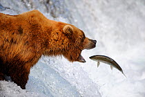 Grizzly bear (Ursus arctos horribilis) catching salmon in Brooks river, Katmai National Park, Alaska, USA, July
