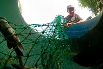 Fish caught in net with fisherman in boat, Lake Skadar, Lake Skadar National Park, Montenegro, May 2008