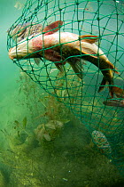 Fish caught in nets, Lake Skadar, Lake Skadar National Park, Montenegro, May 2008