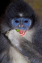 Male Grizzled Leaf-monkey (Presbytis comata) captive, from West and Central Java, Endangered Species