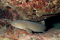 Nurse shark (Ginglymostoma cirratum) coming out of hole in rock, Cancun National Park, Caribbean Sea, Mexico, January