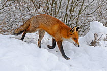 European Red Fox (Vulpes vulpes) walking through snow, UK, captive