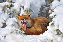 European Red Fox (Vulpes vulpes) yawning, resting in snow, UK, captive