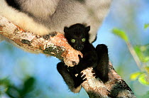 Indri (Indri indri) baby clinging to tree with mother above, Perinet (Andasibe) Reserve, Madagascar