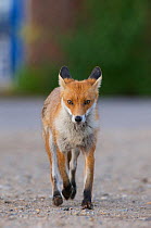 Urban Red fox (Vulpes vulpes) London, May 2009