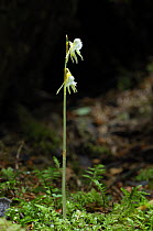 Ghost orchid {Epipogium aphyllum} Black Forest, Germany, July