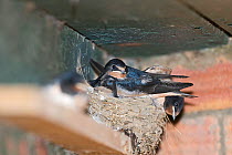 Young Barn swallows {Hirundo rustica} on nest, about to fledge, Norfolk, UK, July