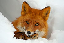 Red Fox (Vulpes vulpes)  portrait in a snow hole, Kronotsky Zapovednik, Kamchatka, Russia