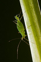 Pea aphid (Acyrthosiphon pisum) giving birth (viviparous during the summer month), Germany. Winner of Fritz Polking portfolio prize, GDT 2012 competition.