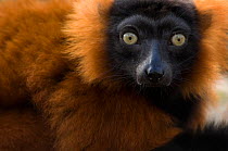 Red ruffed lemur (Varecia variegata ruber) Captive, the Netherlands. Endangered.