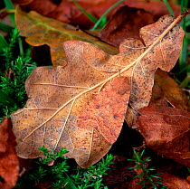 The brick moth (Agrochola circellaris) camouflaged on falled oak leaf, Annagarriff Wood NNR, Peatlands, County Armagh, Northern Ireland, UK, October