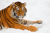 Portrait of Siberian tiger (Panthera tigris altaica) laying in the snow, captive