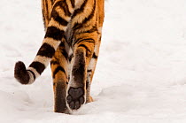 Rear view of hind legs, pad of foot  and tail of Siberian tiger (Panthera tigris altaica) walking away in snow, captive
