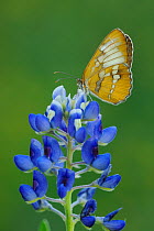 RF- Common mestra butterfly (Mestra amymone) at rest on flowering Texas bluebonnet (Lupinus texensis), Texas Coast, USA. (This image may be licensed either as rights managed or royalty free.)