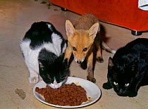 Red Fox (Vulpes vulpes) orphaned cub (called Rena) feeding alongside two domestic cats.