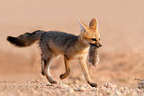 Cape fox cub (Vulpes chama) carrying small rodent prey in mouth, Kgalagadi Transfrontier Park, Northern Cape, South Africa
