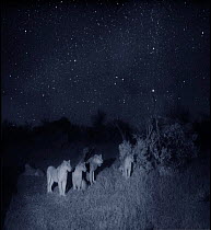 Group of lions (Panthera leo) at night, Masai Mara, Kenya. Photographed using 'Starlight Camera' technology without artificial lighting.